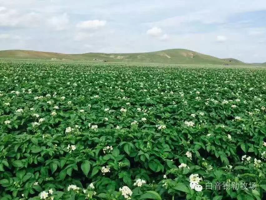 马铃薯