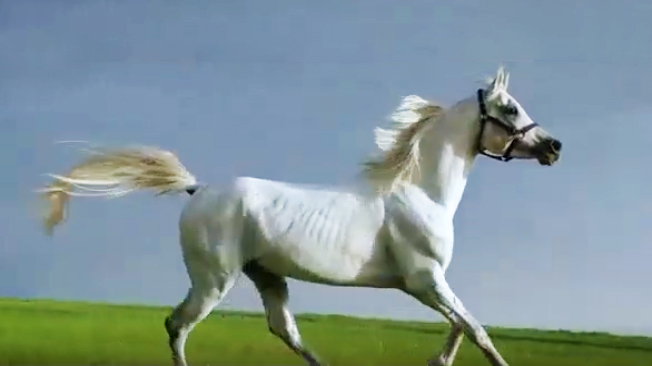 黄金草原白音锡勒