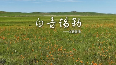 白音锡勒—金莲花海